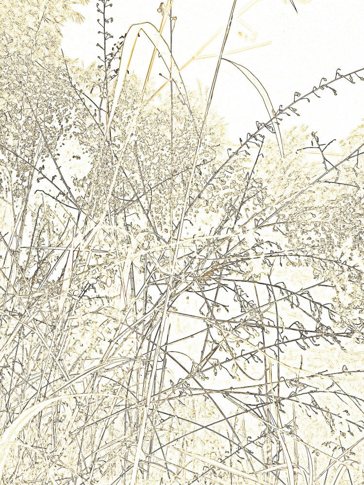 Whispering Thicket