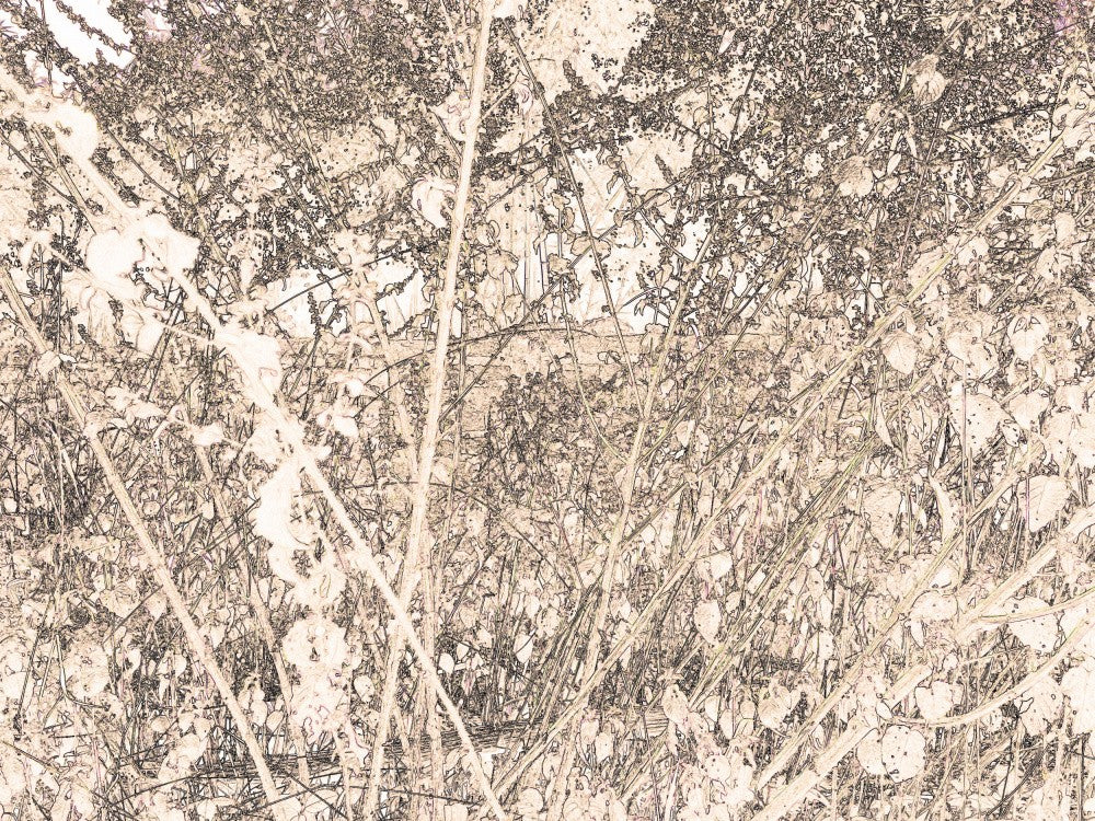 Whispering Meadow