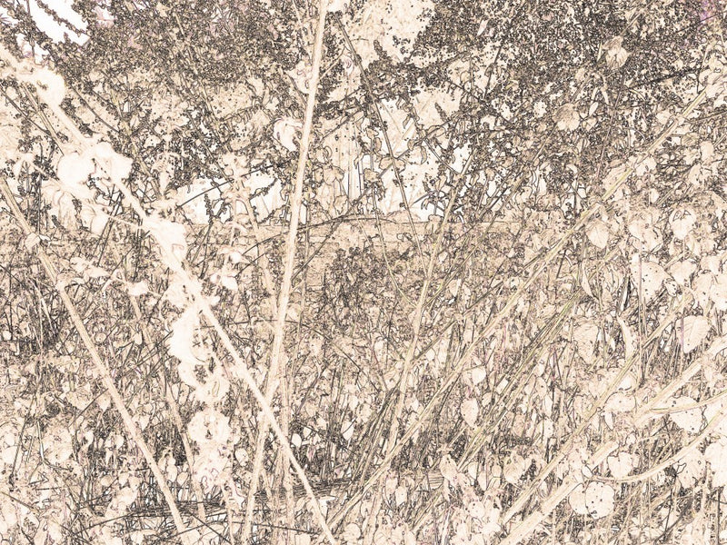 Whispering Meadow