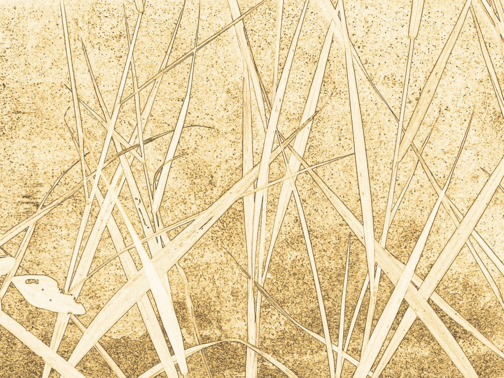 Whispers of Grass
