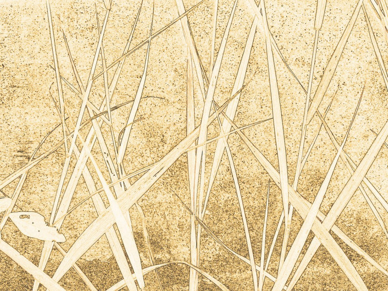Whispers of Grass
