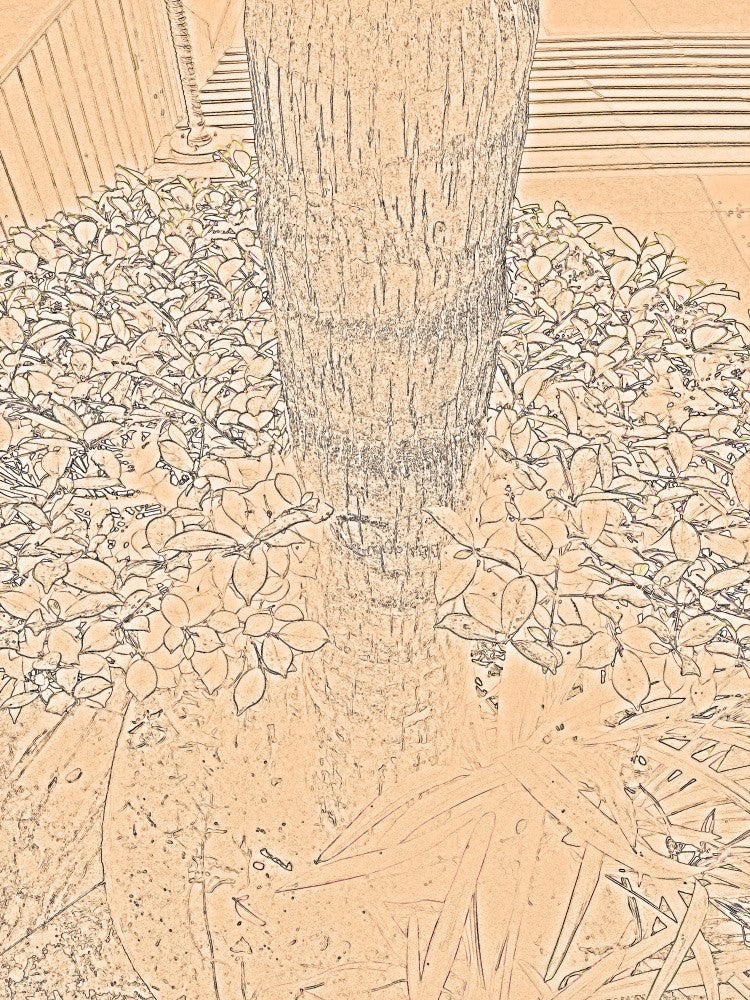 Urban Garden Sketch