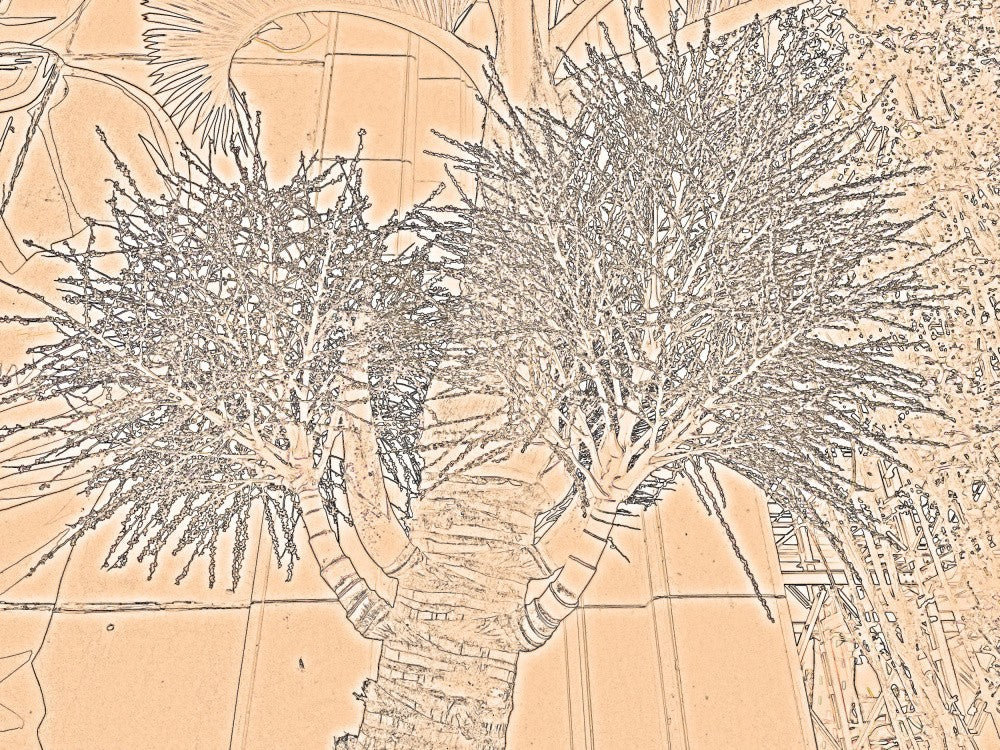 Desert Blossoms