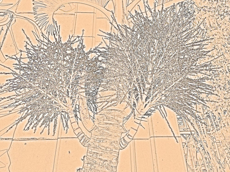 Desert Blossoms