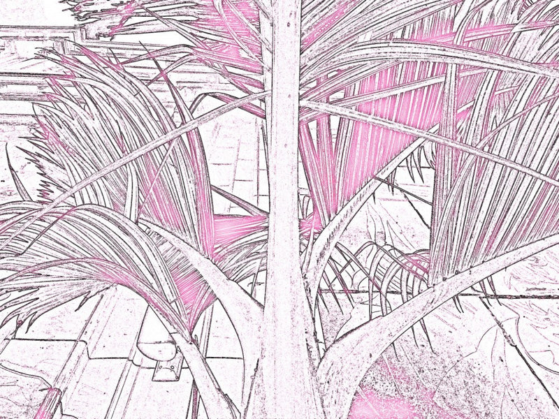 Tropical Pink Breeze