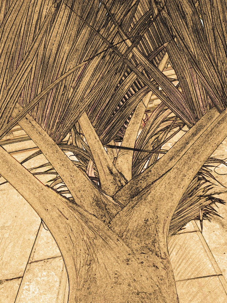 Entwined Fronds