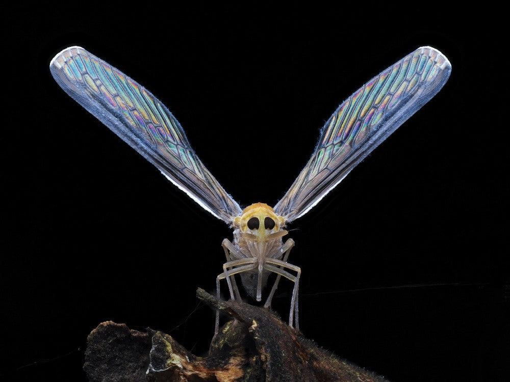 Rainbow colored wings