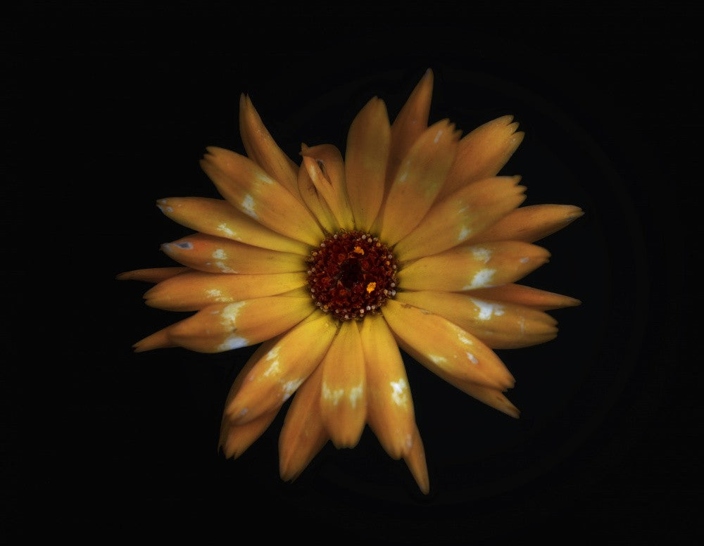 From the flower bed