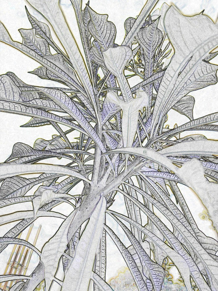 Nature's Veins