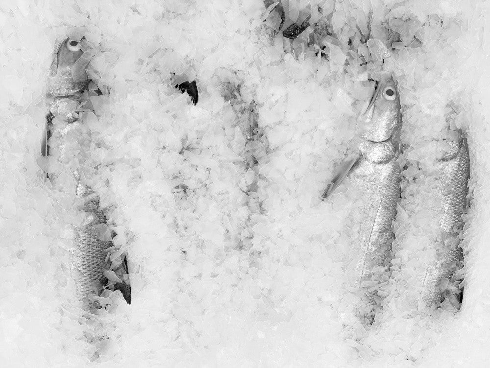 Frozen Still Life