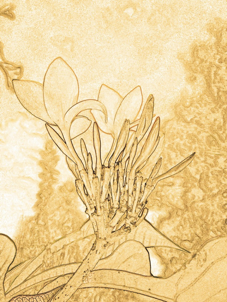 Golden Blossom Essence