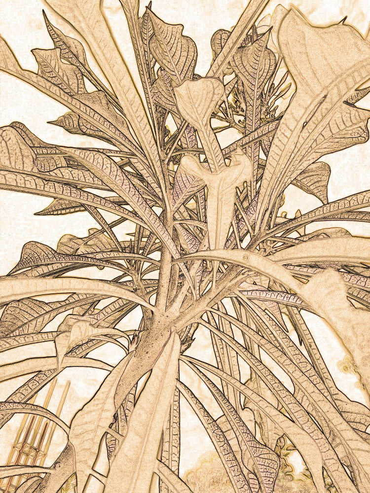 Leafy Vines Sketch