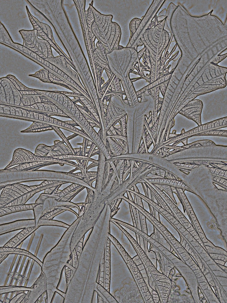 Veins of Nature
