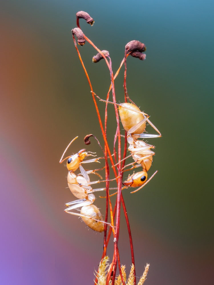 Ant Fun
