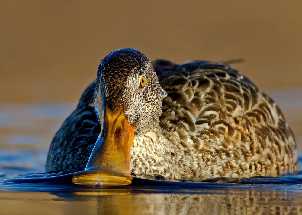 Shoveling the water ... Northern Shoveler, female,  "Anas clypeata"