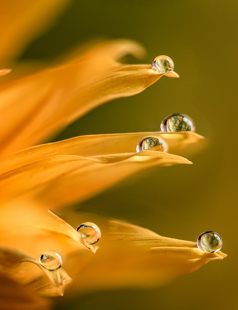 Dewdrop Dream