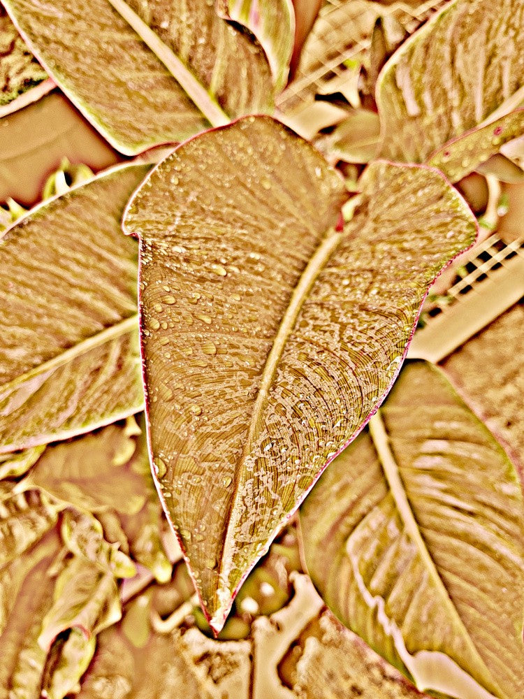 Golden Foliage Drops