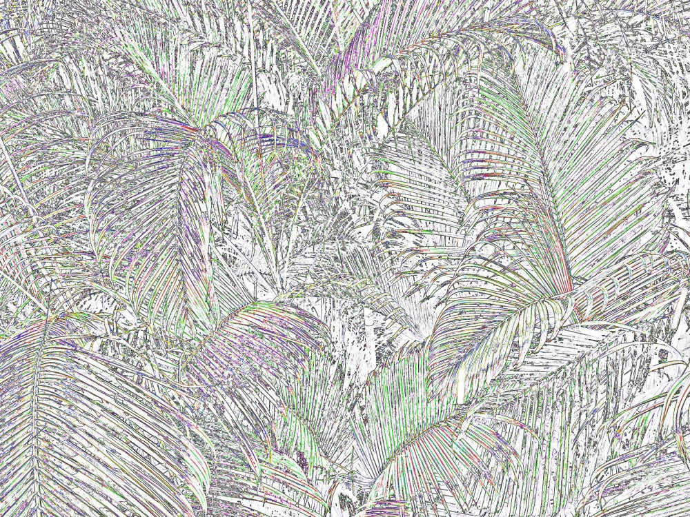 Intricate Pattern Of Tropical Palm Leaves