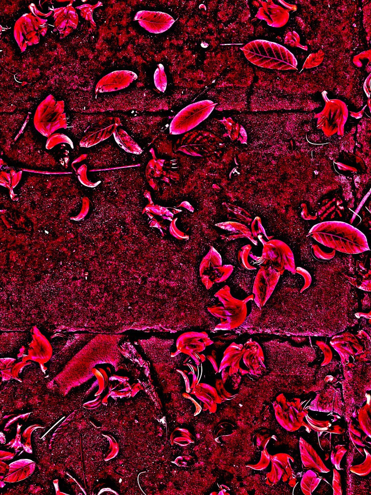 Crimson Petal Dance