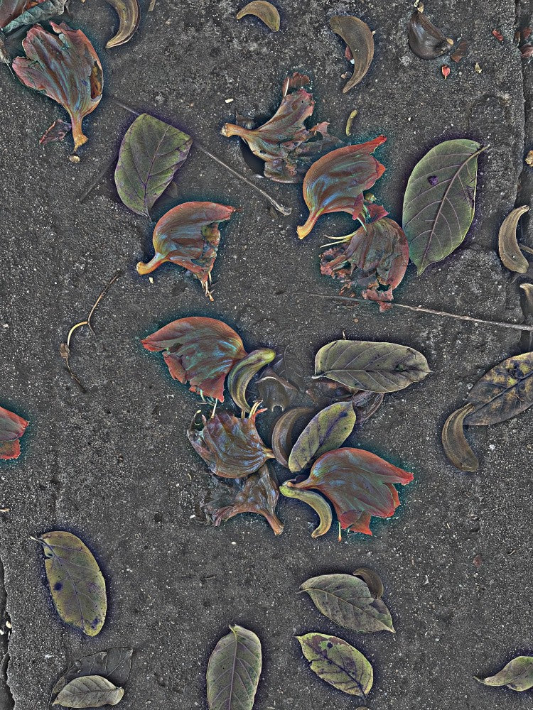Petals on Asphalt