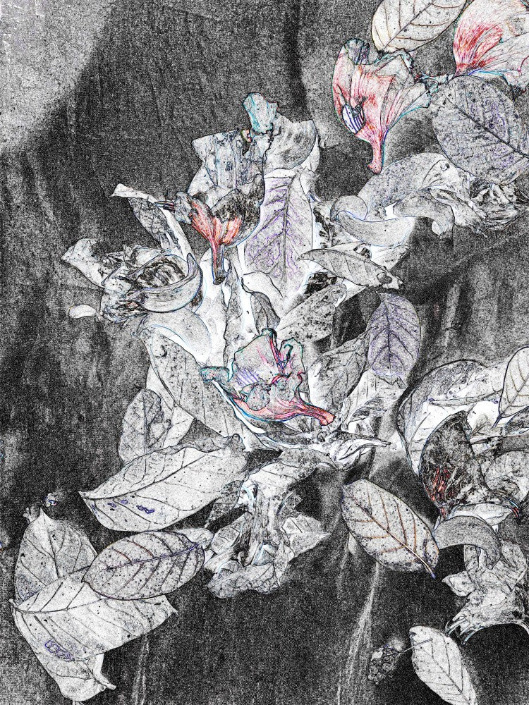 Faded Petal Whispers