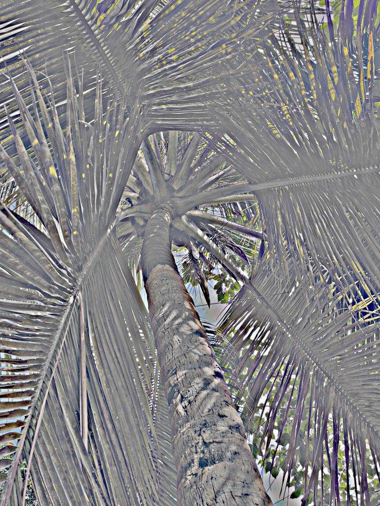 Palm Perspective