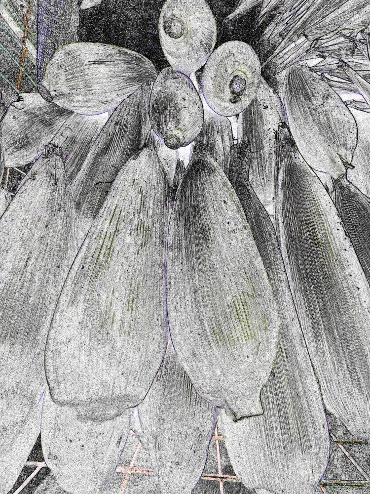 Cornfield Sketch
