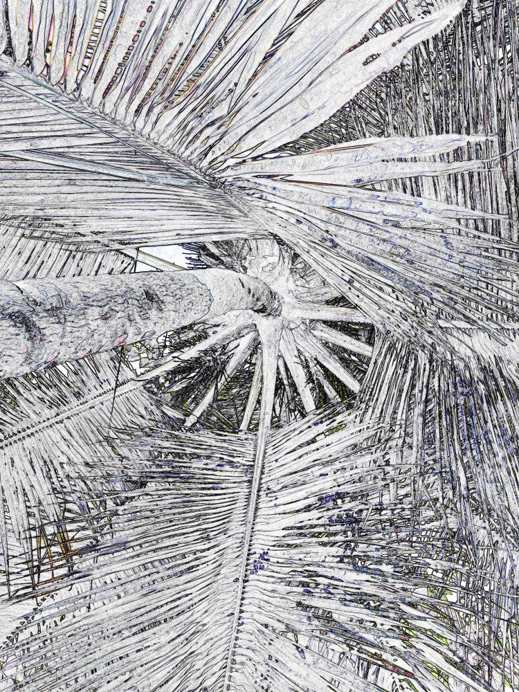 Palm Whirlwind