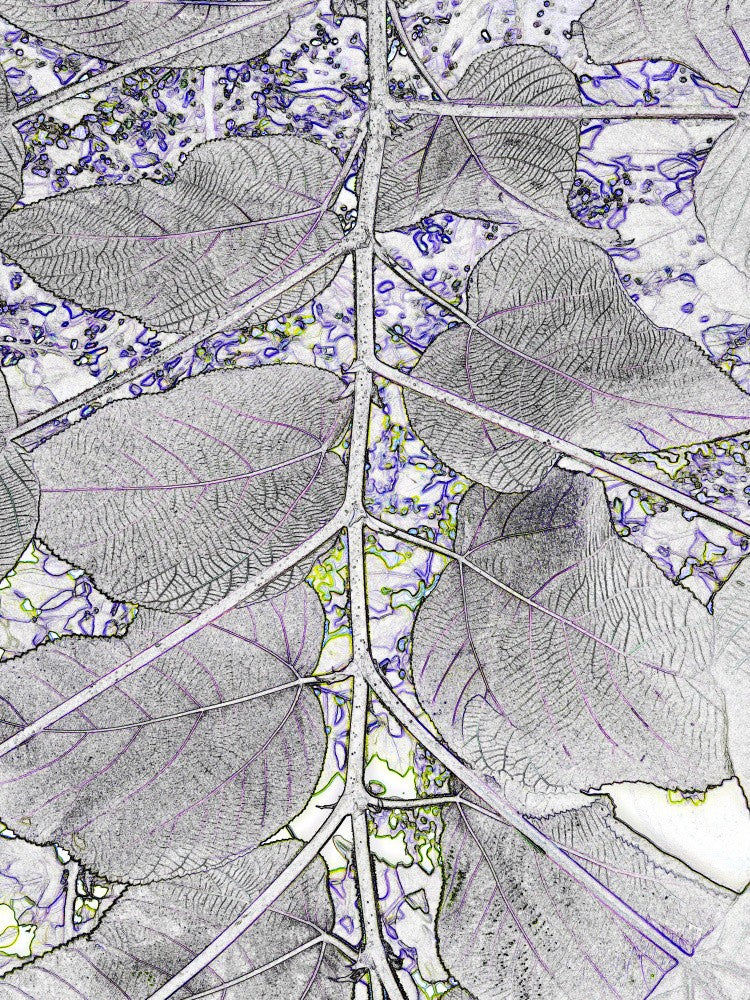 Veins of Nature