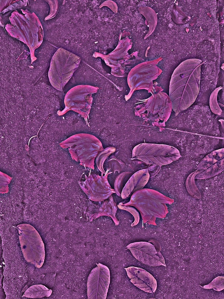Petal Symphony