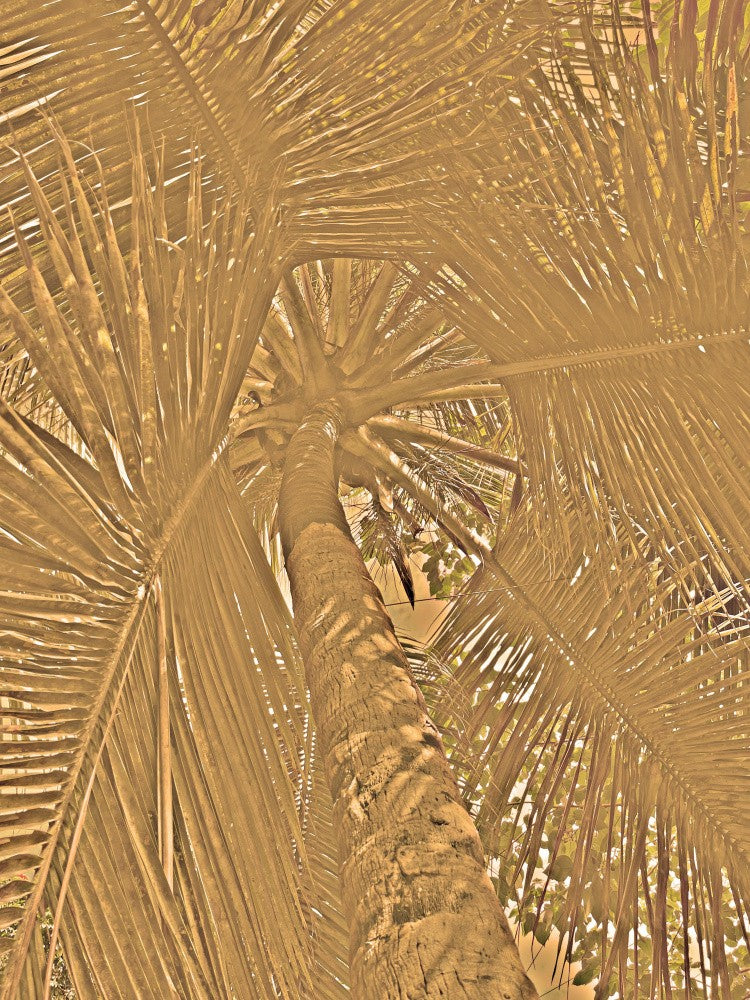 Golden Palm Canopy