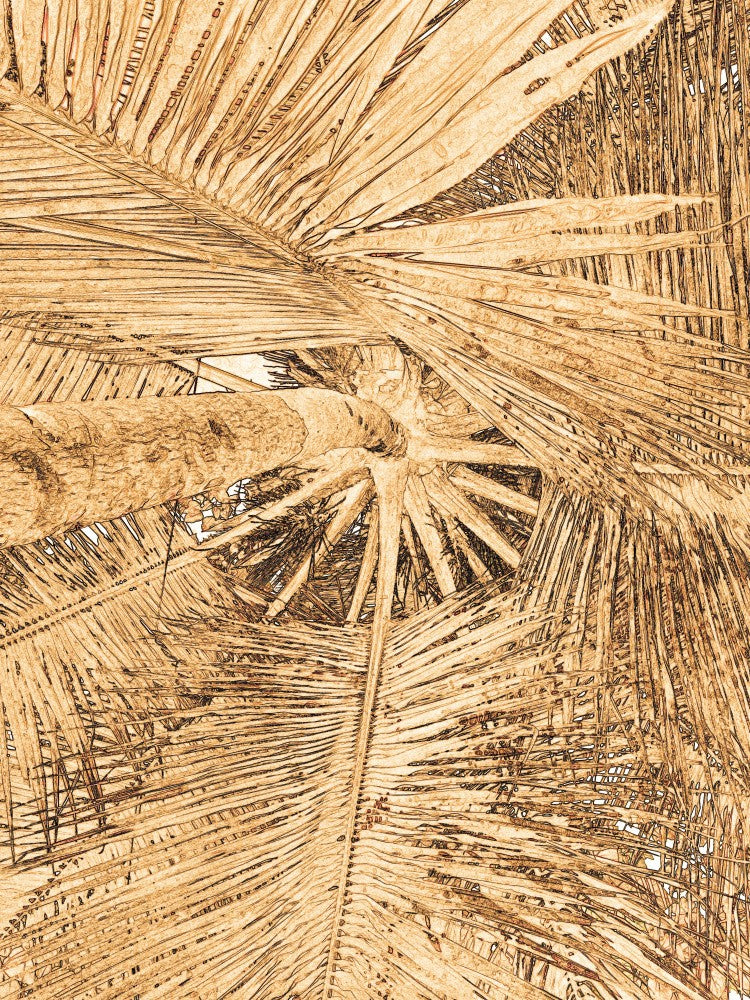 Golden Palm Canopy