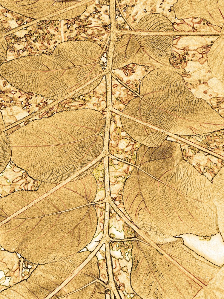 Golden Leaf Veins