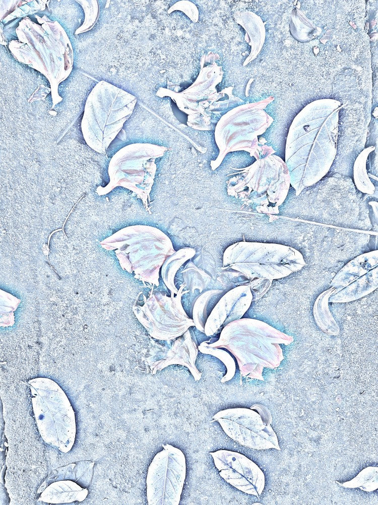 Frosted Petals