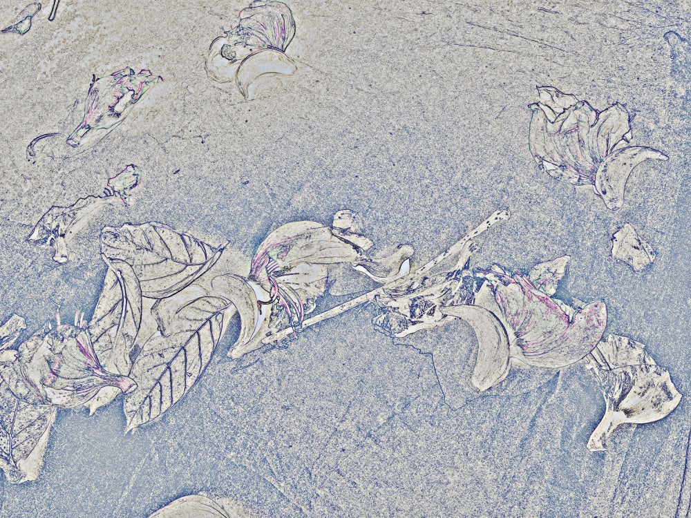 Petals on Pavement