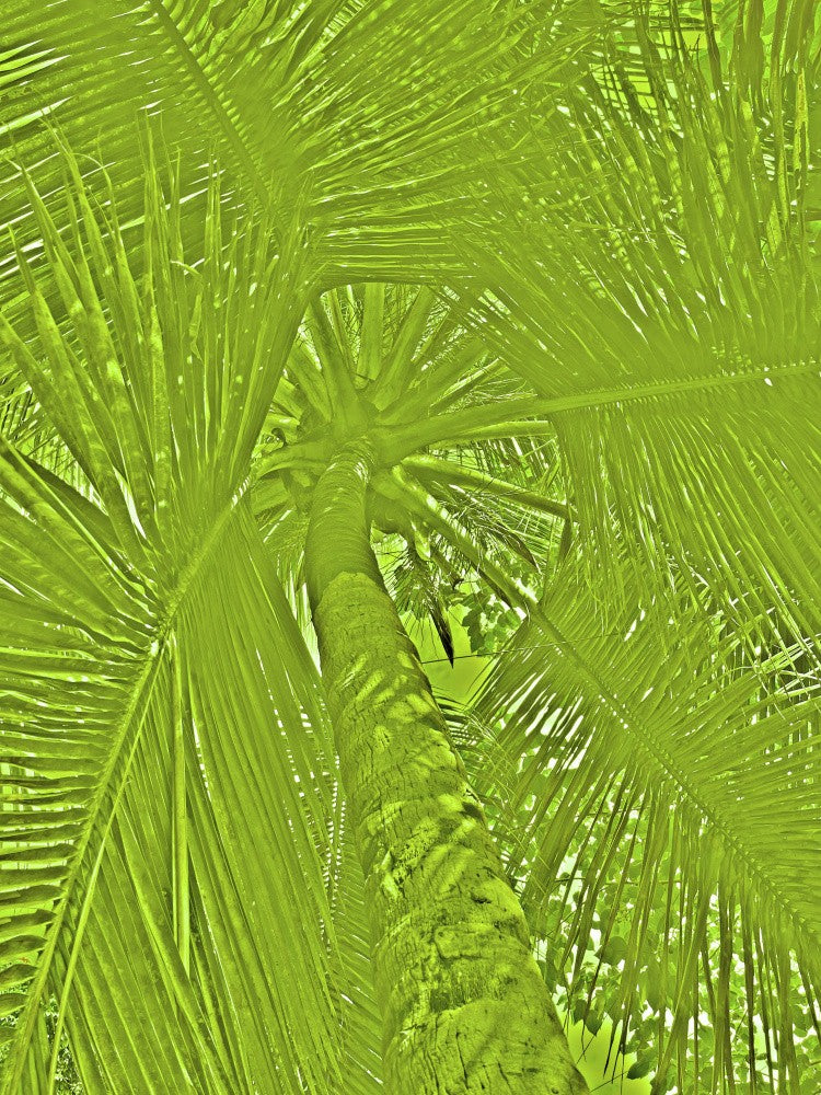 Verdant Canopy View