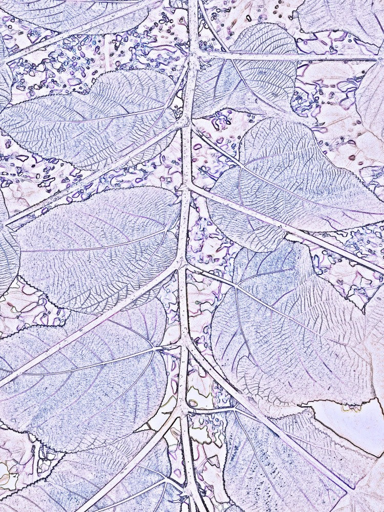 Frosted Leaf Whispers