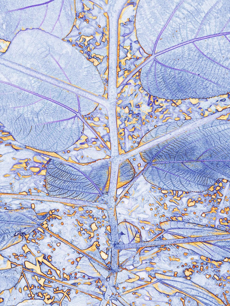 Frozen Foliage