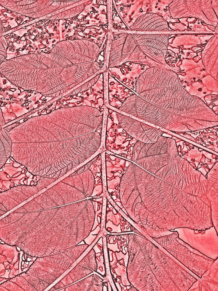 Crimson Leaf Veins
