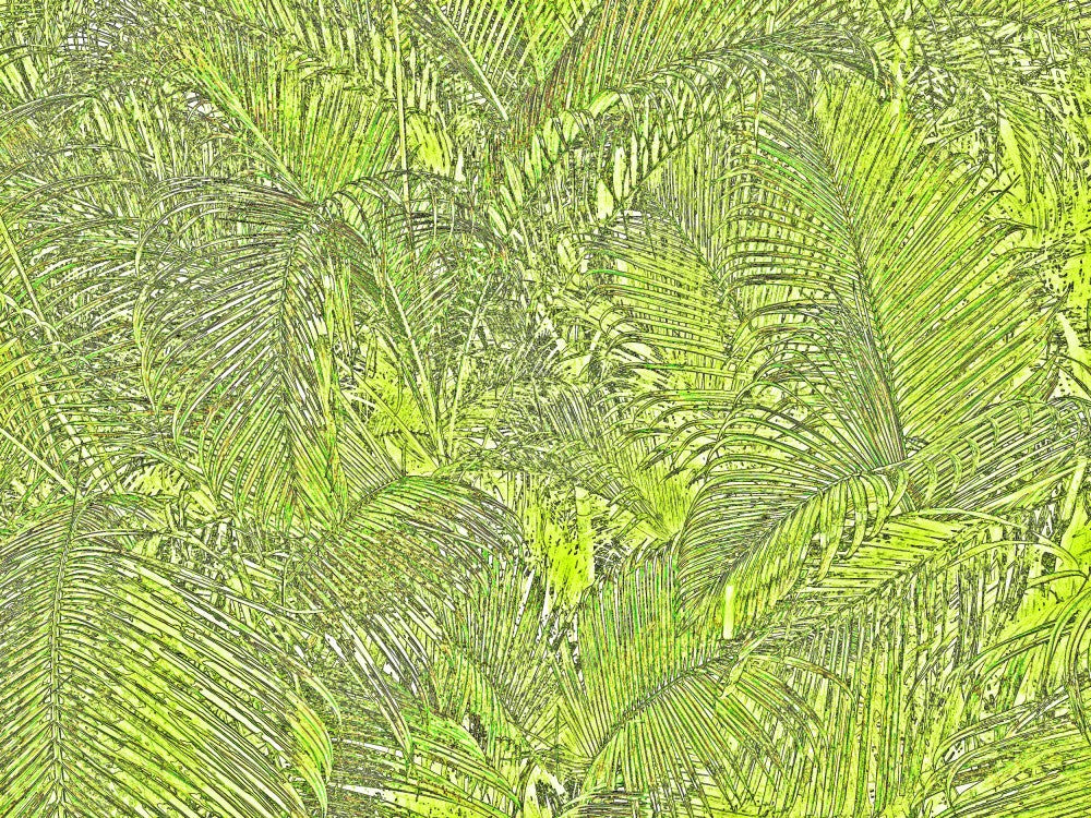 Lush Jungle Canopy