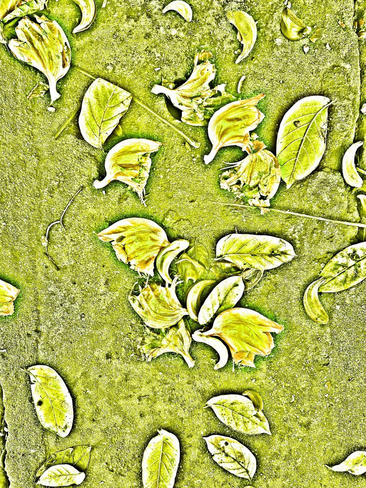 Golden Leaf Scatter