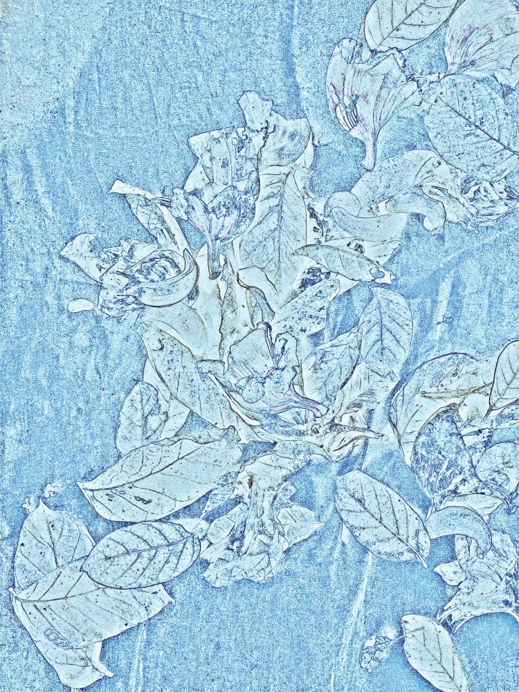 Frozen Petals Drift