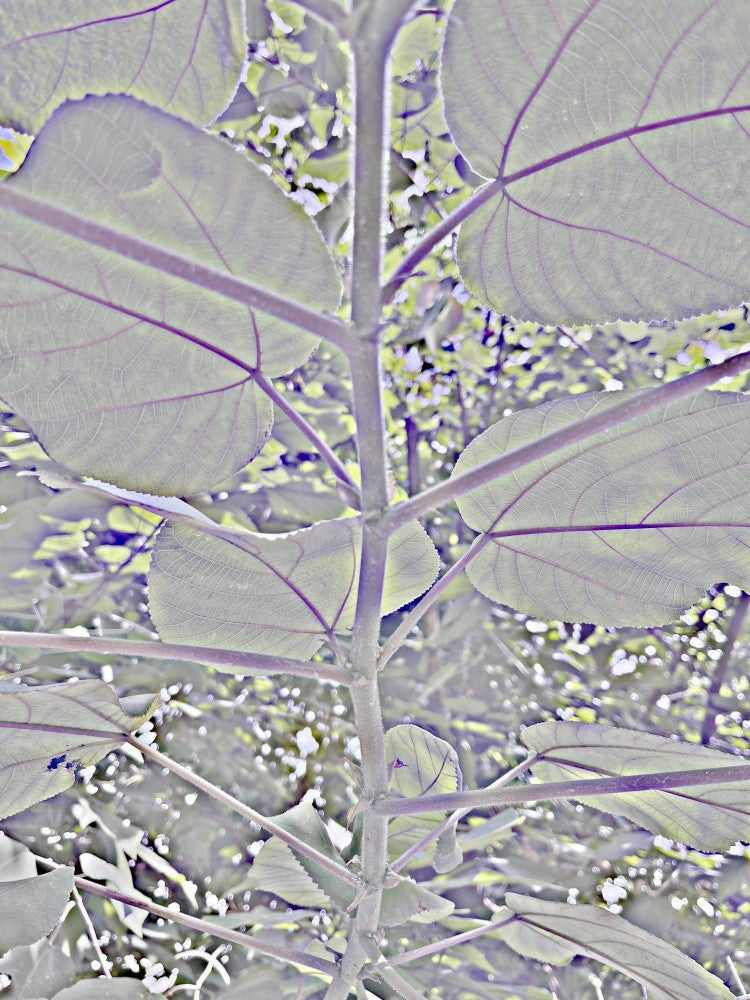 Frosty Foliage Dream