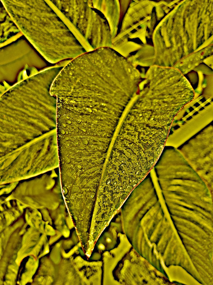 Dewy Leaf Harmony