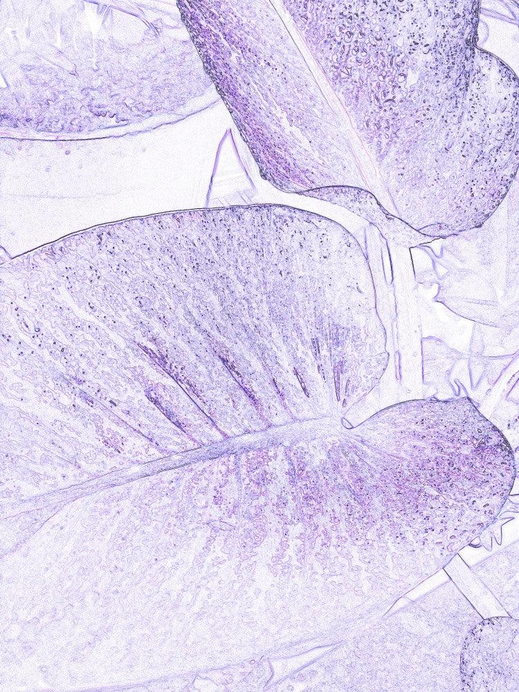 Lavender Leaves