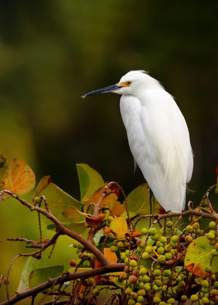 Snowy Egret, perched on a branch with berries "Egretta thula"