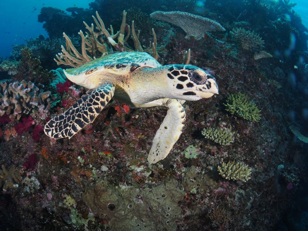 Hawksbill Turtle