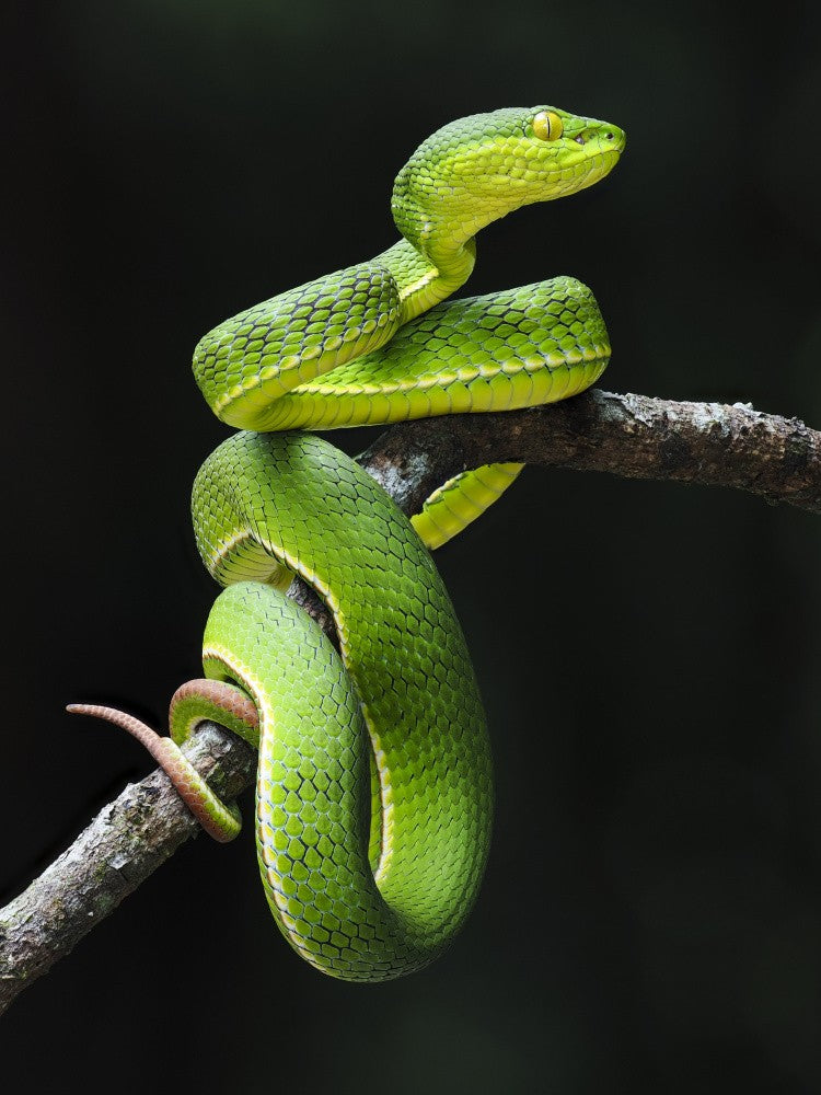 Venomous snake