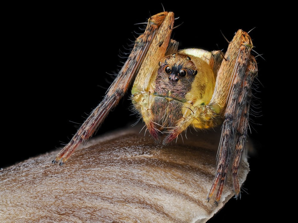 Tiny spider