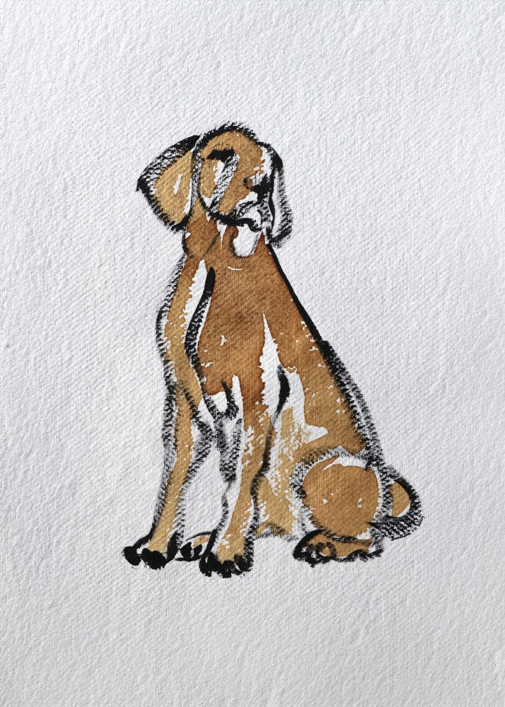 Serene Canine Gaze
